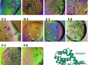 Lysozyme crystallized by our workshop participants - Sept 2025